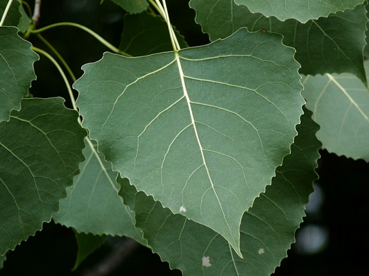 {Populus deltoides}